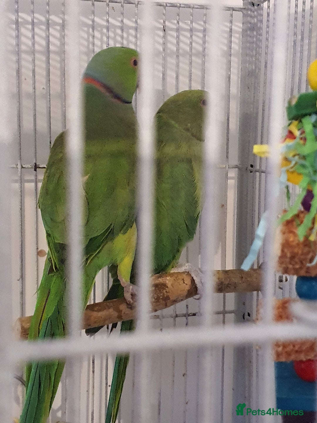 Ringnecks birds for sale: 2 indian ringnecks male and female. - Image 2
