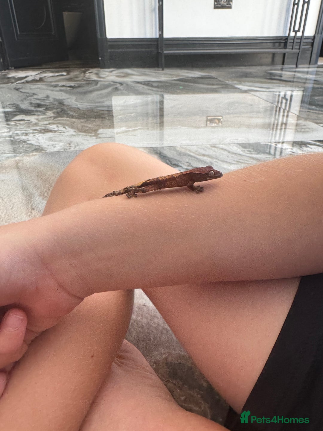 Gecko reptiles for sale: READY NOW 🦎 Baby Crested Geckos 🦎 - Image 6