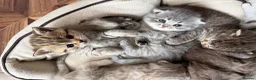 Scottish Fold cats for sale: Stunning British Shorthair/Scottish Fold Kittens🐾 in London - Advert 5