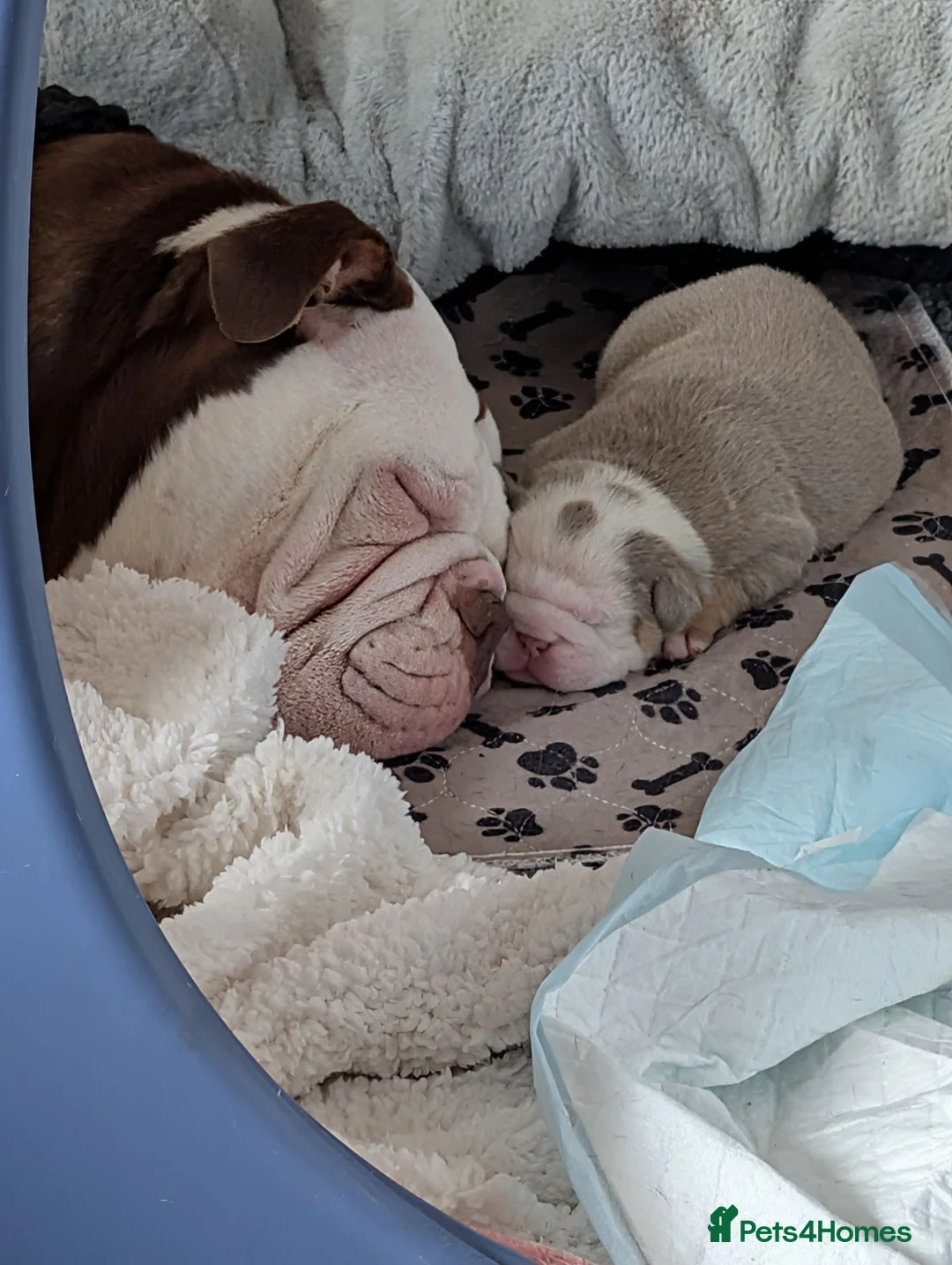 Mixed Breed dogs for sale: New English bulldog  in Perth - Advert 13