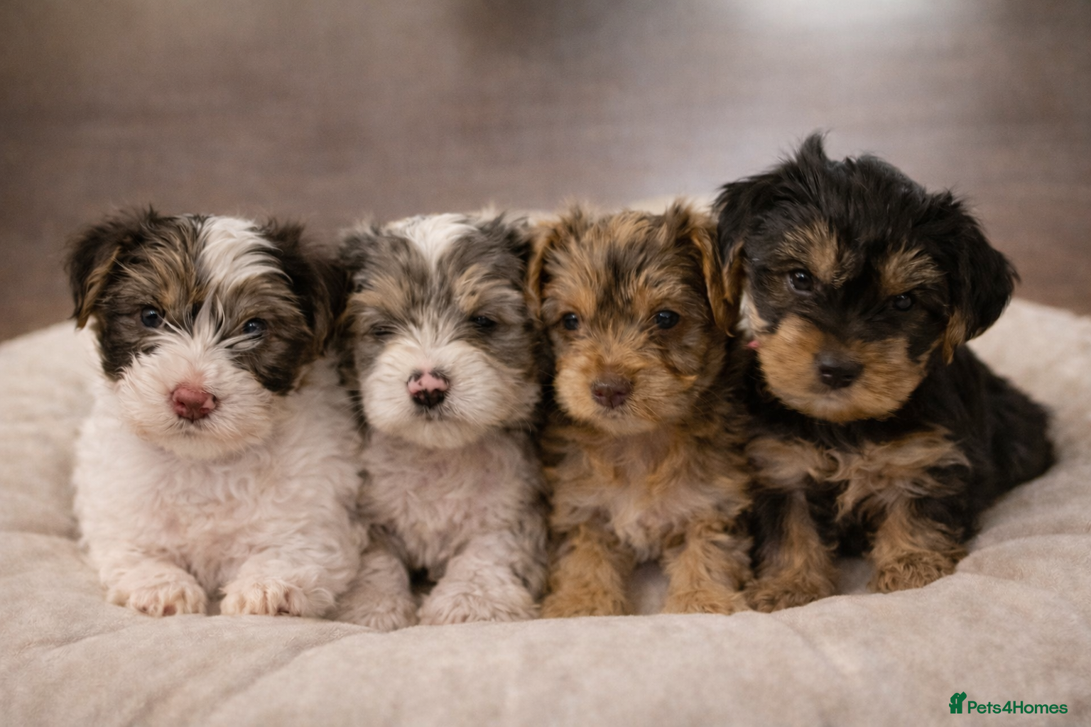 Yorkshire Terrier dogs ONLY 1 GIRL LEFT !! PEDIGREE YORKSHIRE TERRIER - Advert 3