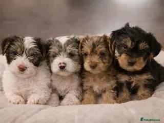 Yorkshire Terrier dogs ONLY 1 GIRL LEFT !! PEDIGREE YORKSHIRE TERRIER - Advert 3