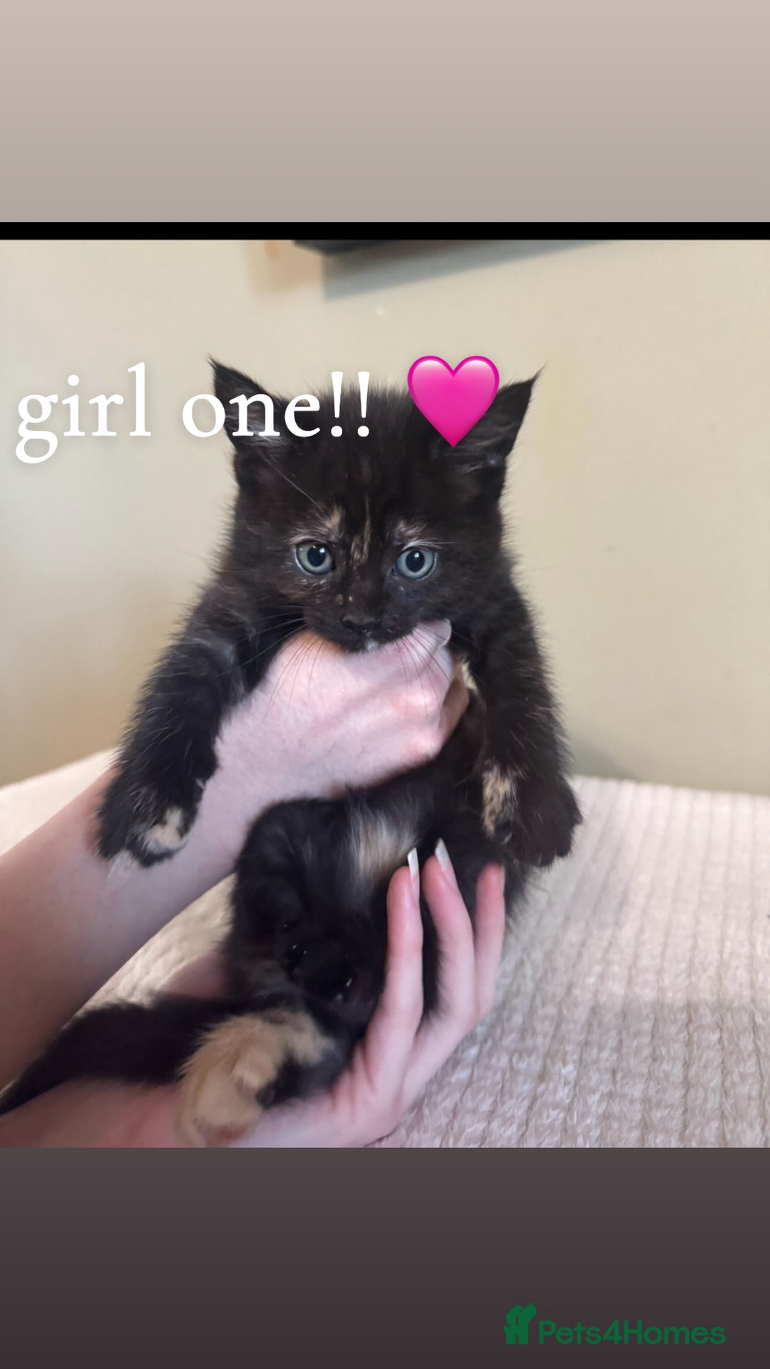 Maine Coon cats for sale: Gorgeous sweet half maine coons  - Advert 7