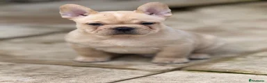 French Bulldog Puppy 1
