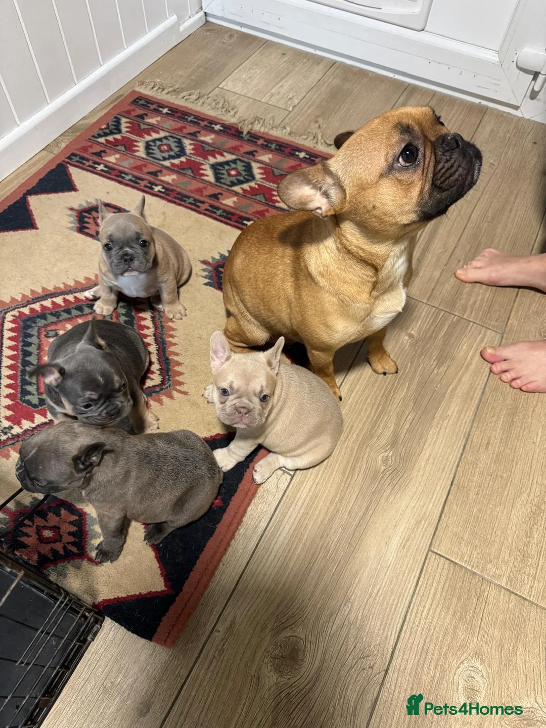 French Bulldog dogs for sale: French Bulldog Puppy – Last One Available - Advert 5