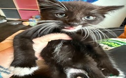 Mixed Breed cats for sale: tuxedo ghost tabby kittens - Image 13