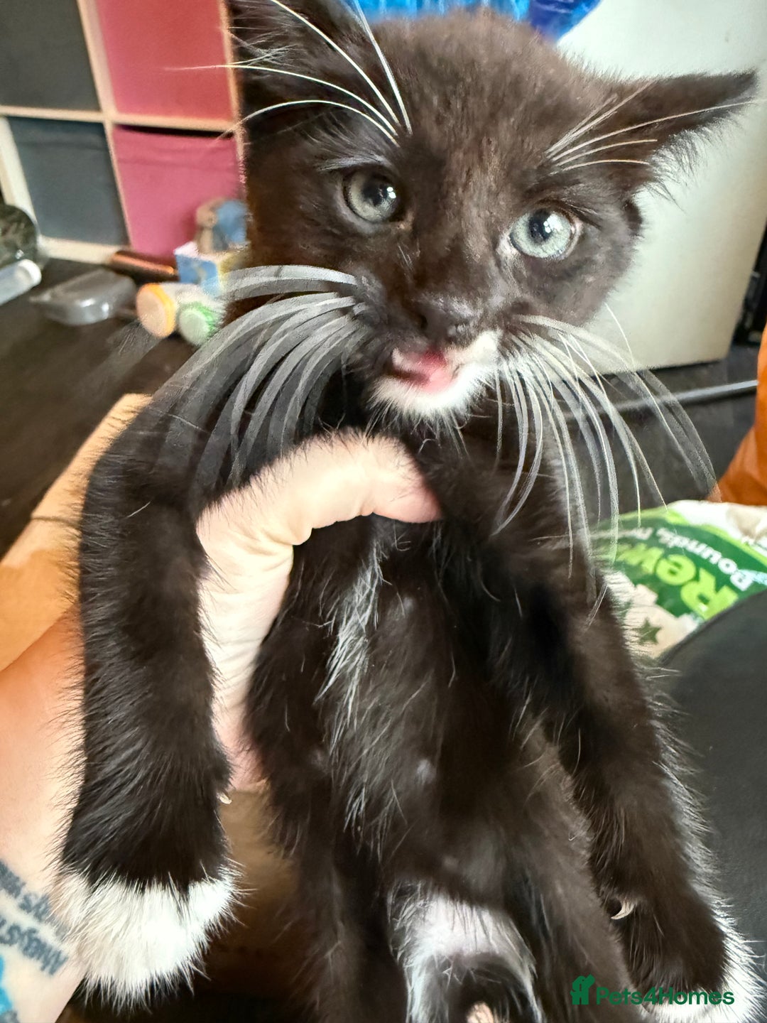 Mixed Breed cats for sale: tuxedo ghost tabby kittens - Image 13