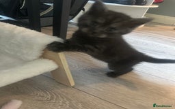 Mixed Breed cats for sale: Bsh x maincoon kittens - Advert 11