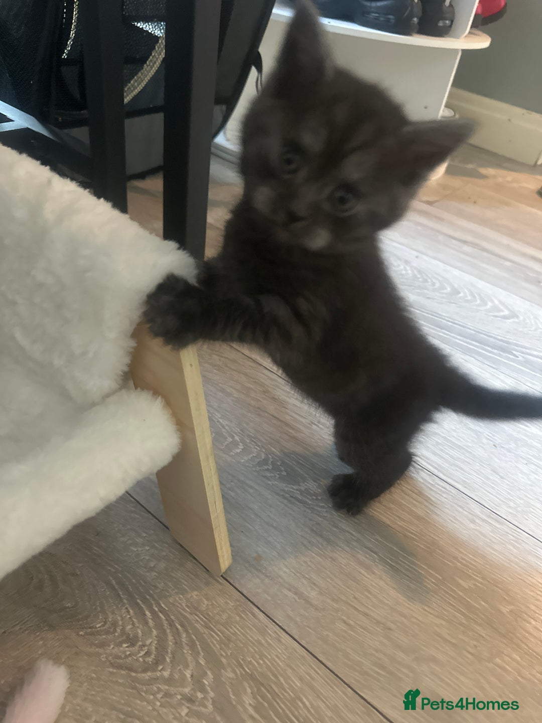 Mixed Breed cats for sale: Bsh x maincoon kittens - Advert 11