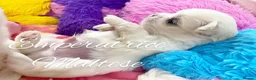 Maltese dogs for sale: Tiny KC Reg. Korean Maltese- CH line show dogs! - Advert 5