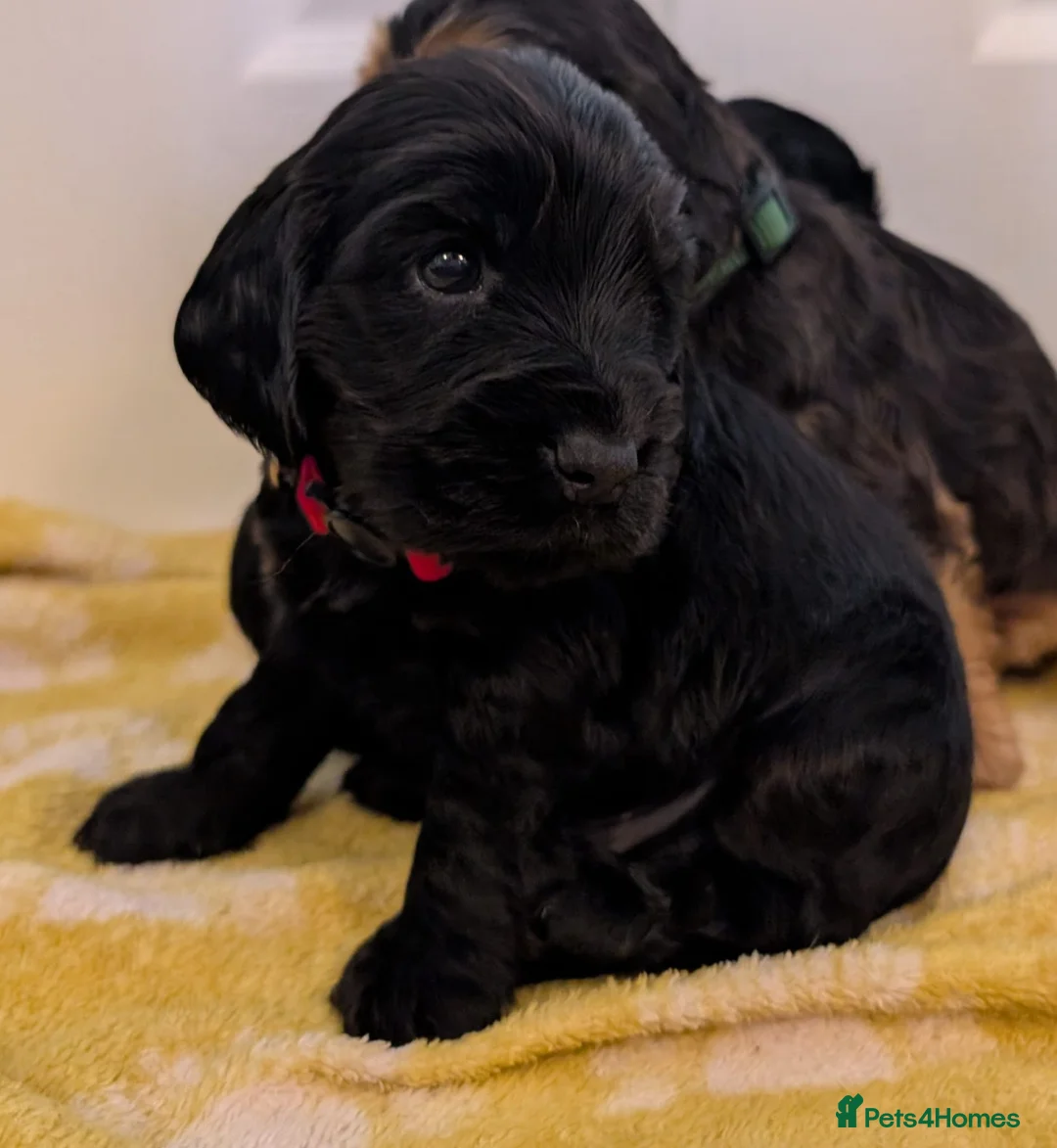 Cocker Spaniel dogs for sale: Kc Health Tested Show Type Cocker Spaniel Puppies - Advert 17