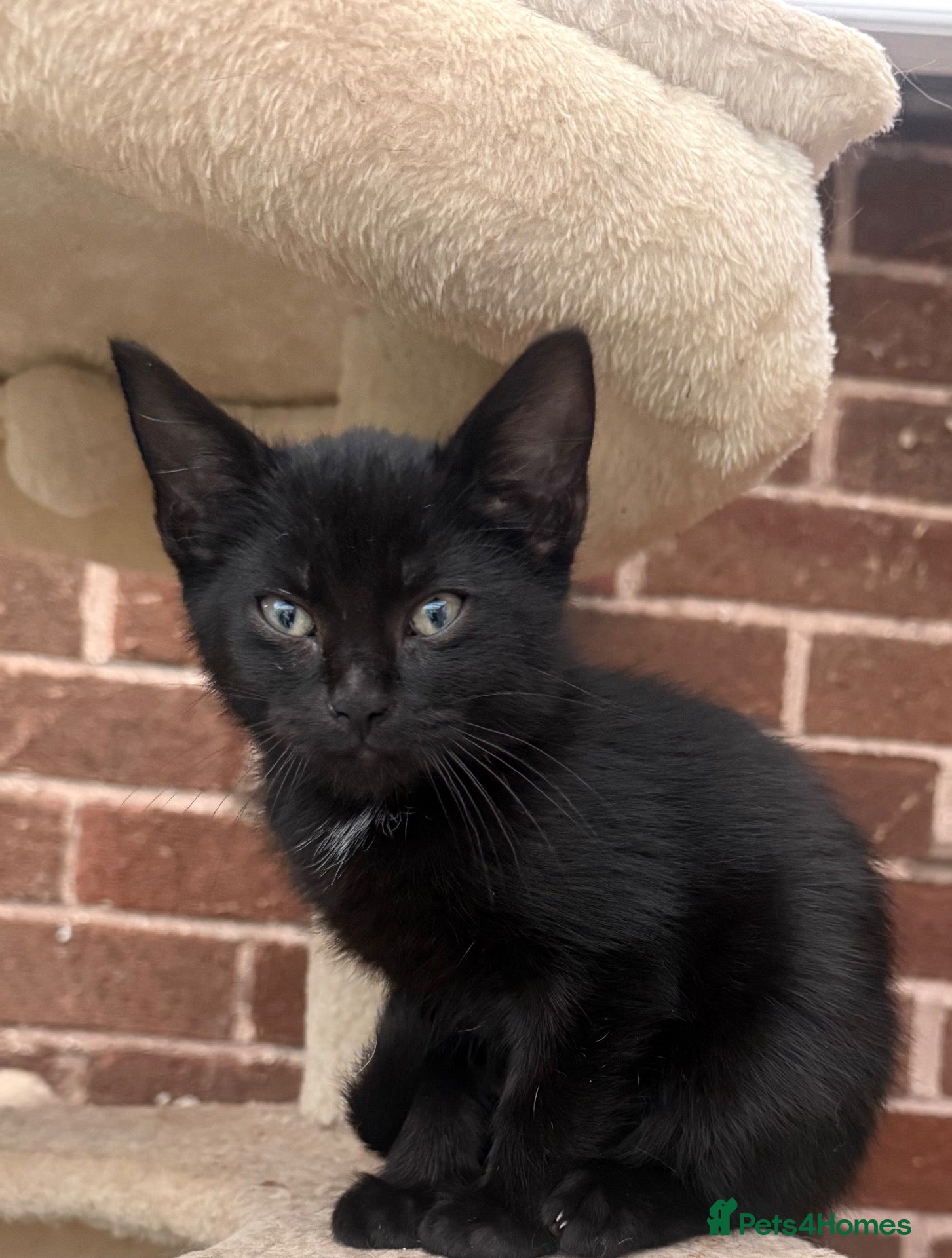 Mixed Breed cats for sale: Kittens  - Advert 7