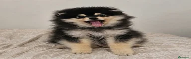 Pomeranian 1