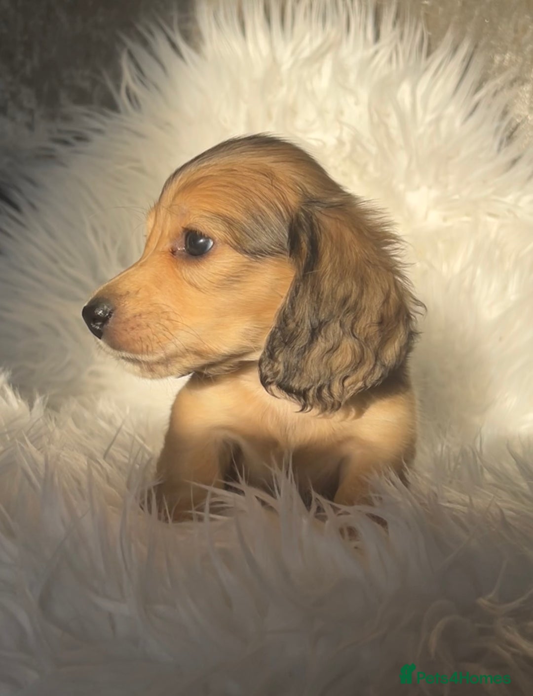 Dachshund dogs for sale: KC miniature long hair dachshunds for sale - Advert 7