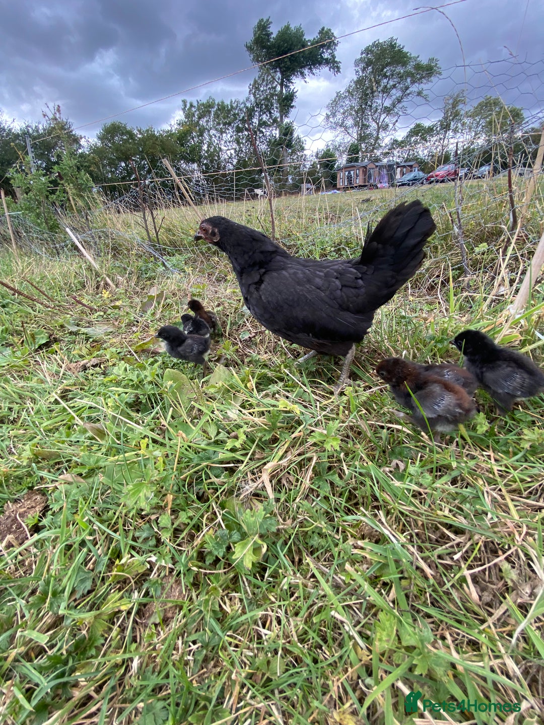 Chickens poultry for sale: Old English Game - Image 5