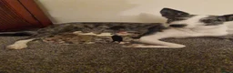 Border Collie dogs for sale: 10 Border Collie pups - Advert 31