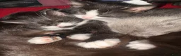 Mixed Breed cats for sale: Mixed breed kittens  - Advert 19