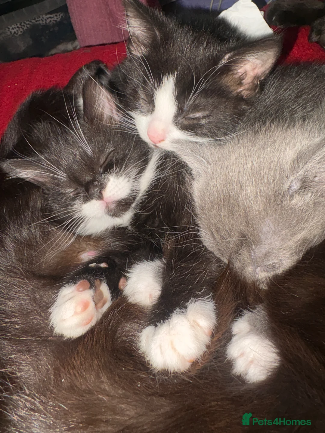 Mixed Breed cats for sale: Mixed breed kittens  - Advert 19