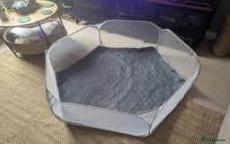 Guinea Pig rodents for sale: 2 male guinea pigs and cage + run+ accessories - Image 13