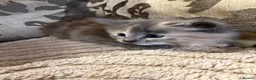 Siberian cats for sale: Siberian x Siberian Neva Masquerade Kittens - Advert 30