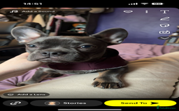 French Bulldog dogs for sale: frenchie  - Image 3