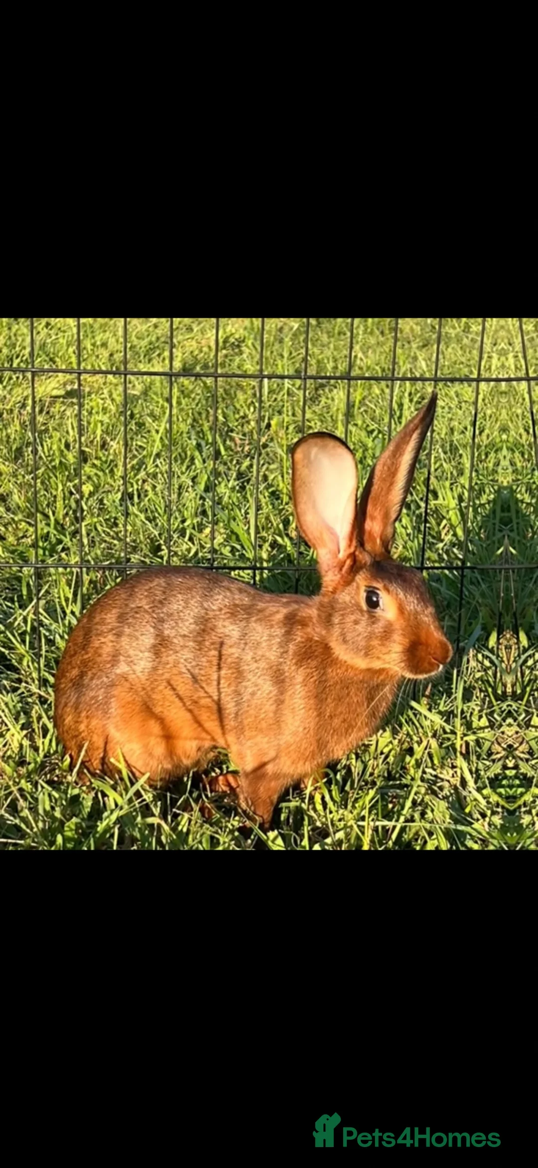Belgian Hares rabbits for sale: Belgian hare buck  - Advert 1