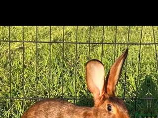 Belgian Hares rabbits Belgian hare buck - Advert 2