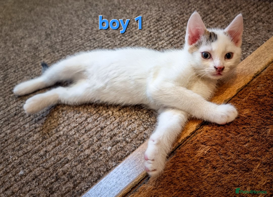 Mixed Breed cats for sale: 🐾 Beautiful, Well-Socialised Kittens 🐾 - Advert 4