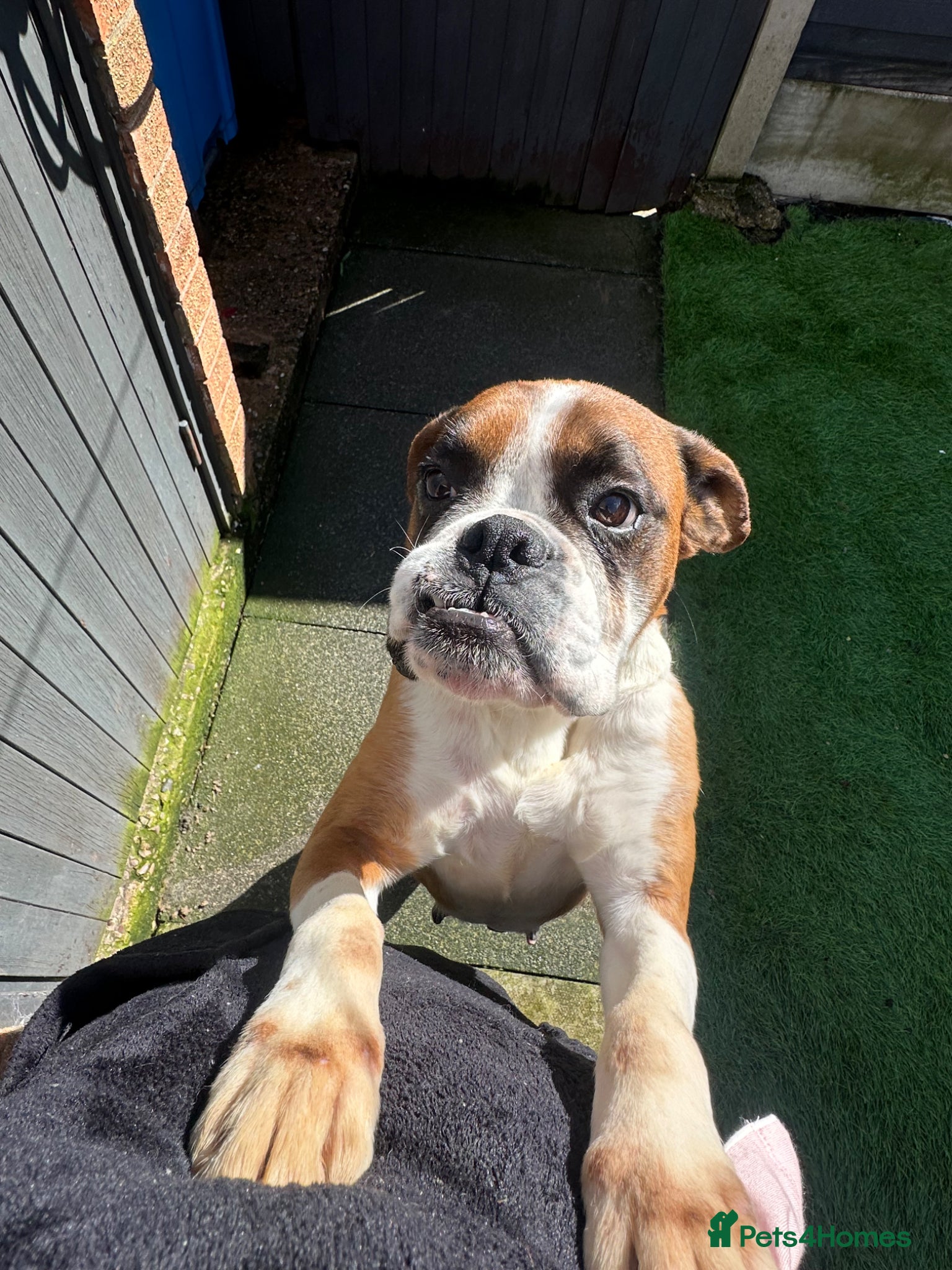 Boxer dogs Stunning boxer puppies for sale - Advert 1