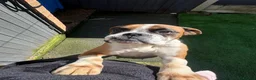 Boxer dogs for sale: Stunning boxer puppies for sale - Advert 4
