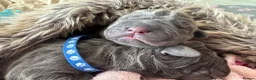 Neapolitan Mastiff dogs for sale: Rare breed Neapolitan mastiff puppies  - Advert 25