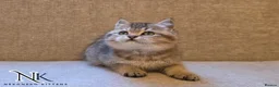 British Shorthair cats for sale: GCCF British Shorthair Babies Ready Soon 🐱 - Advert 25