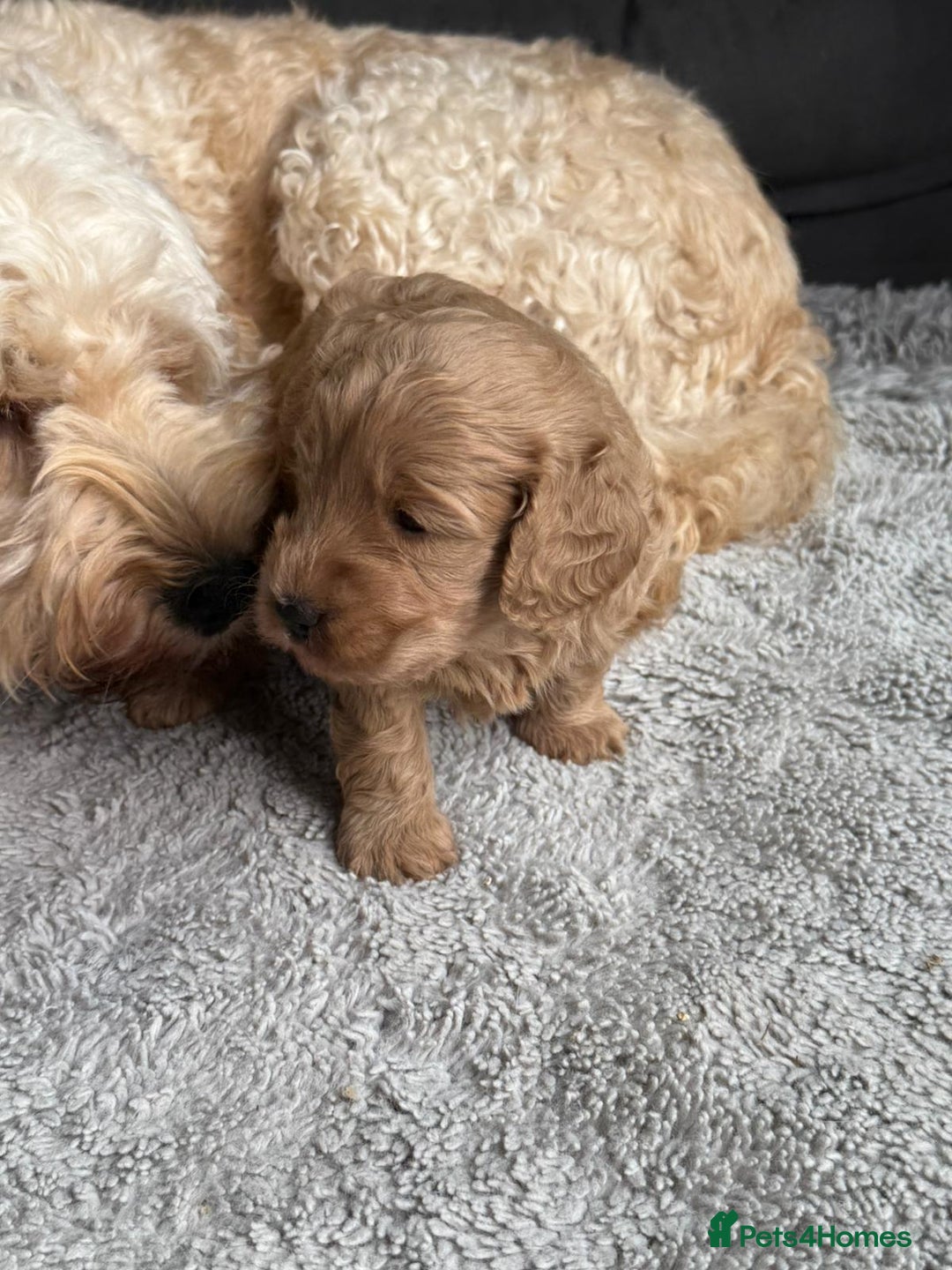 Cockapoo dogs for sale: F1B Cockapoo - Image 2