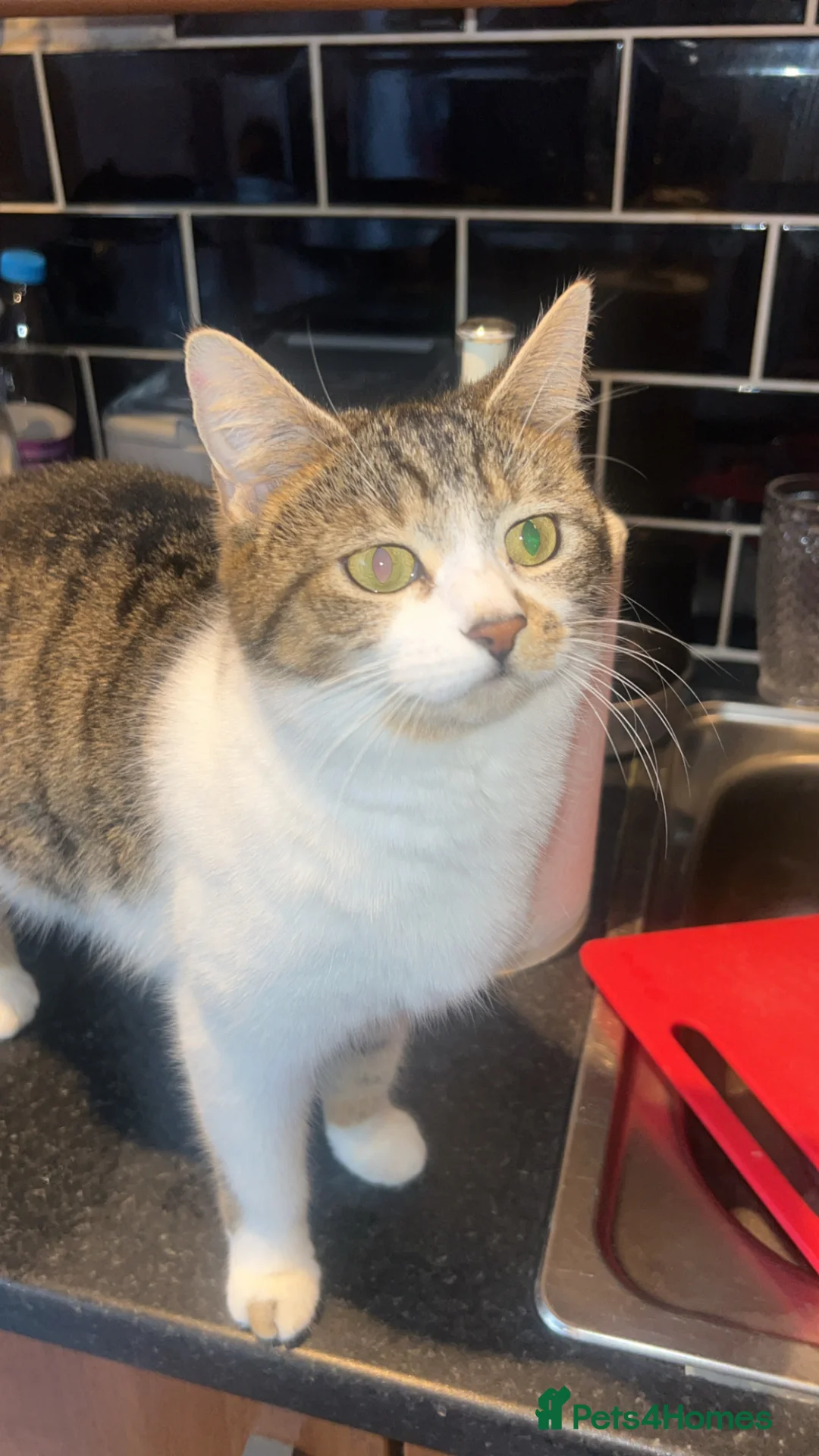 British Longhair cats for sale: Kitten for sale  in Chorley - Advert 2