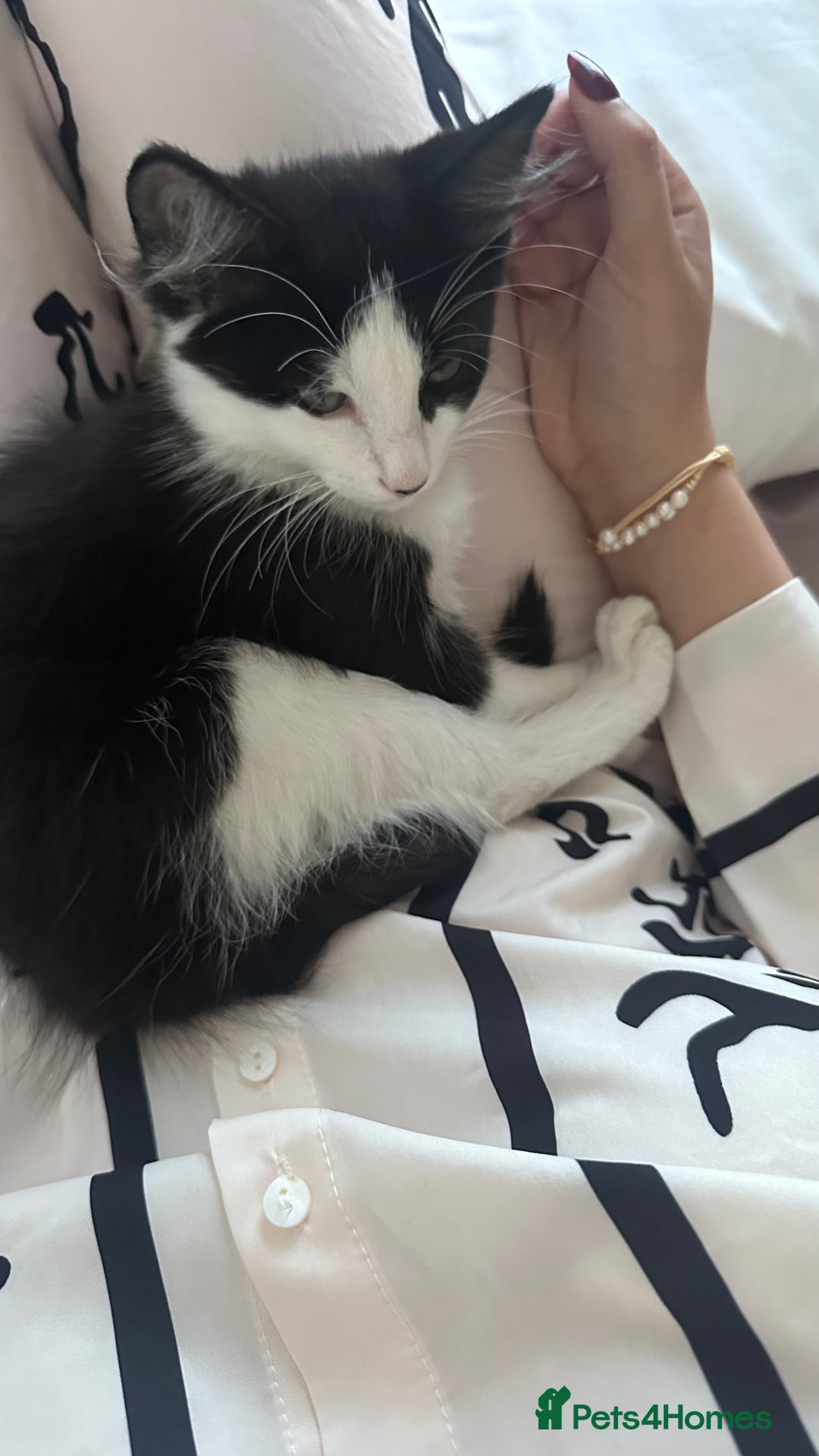 British Longhair cats for sale: Ragdoll x British Long Hair  - Image 14
