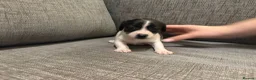 Mixed Breed dogs for sale: Jack Russel terriers  - Advert 8