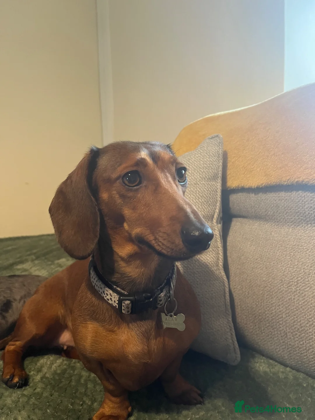 Miniature Dachshund dogs for sale: Miniature Dachshund- Fox Red in Pwllheli - Advert 2