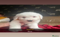 Old English Sheepdog dogs for sale: Old english sheepdog  - Image 2