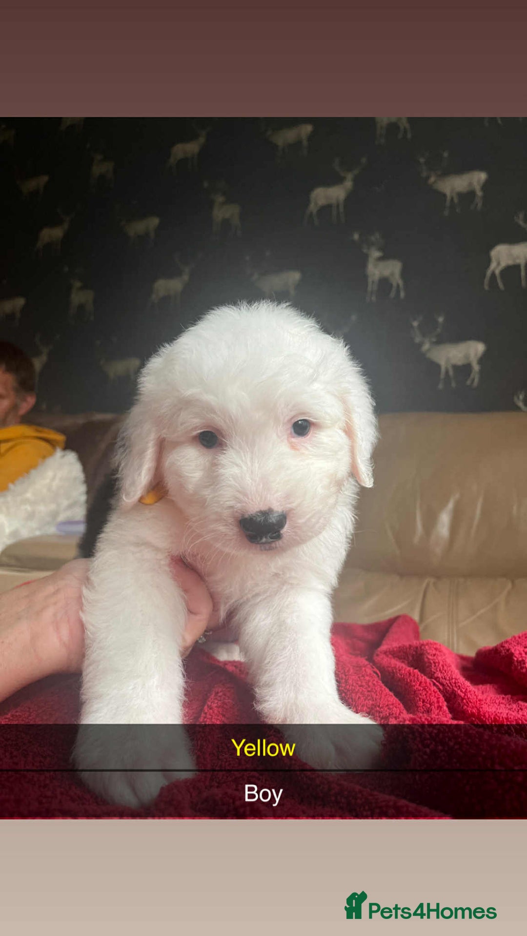 Old English Sheepdog dogs for sale: Old english sheepdog  - Image 2
