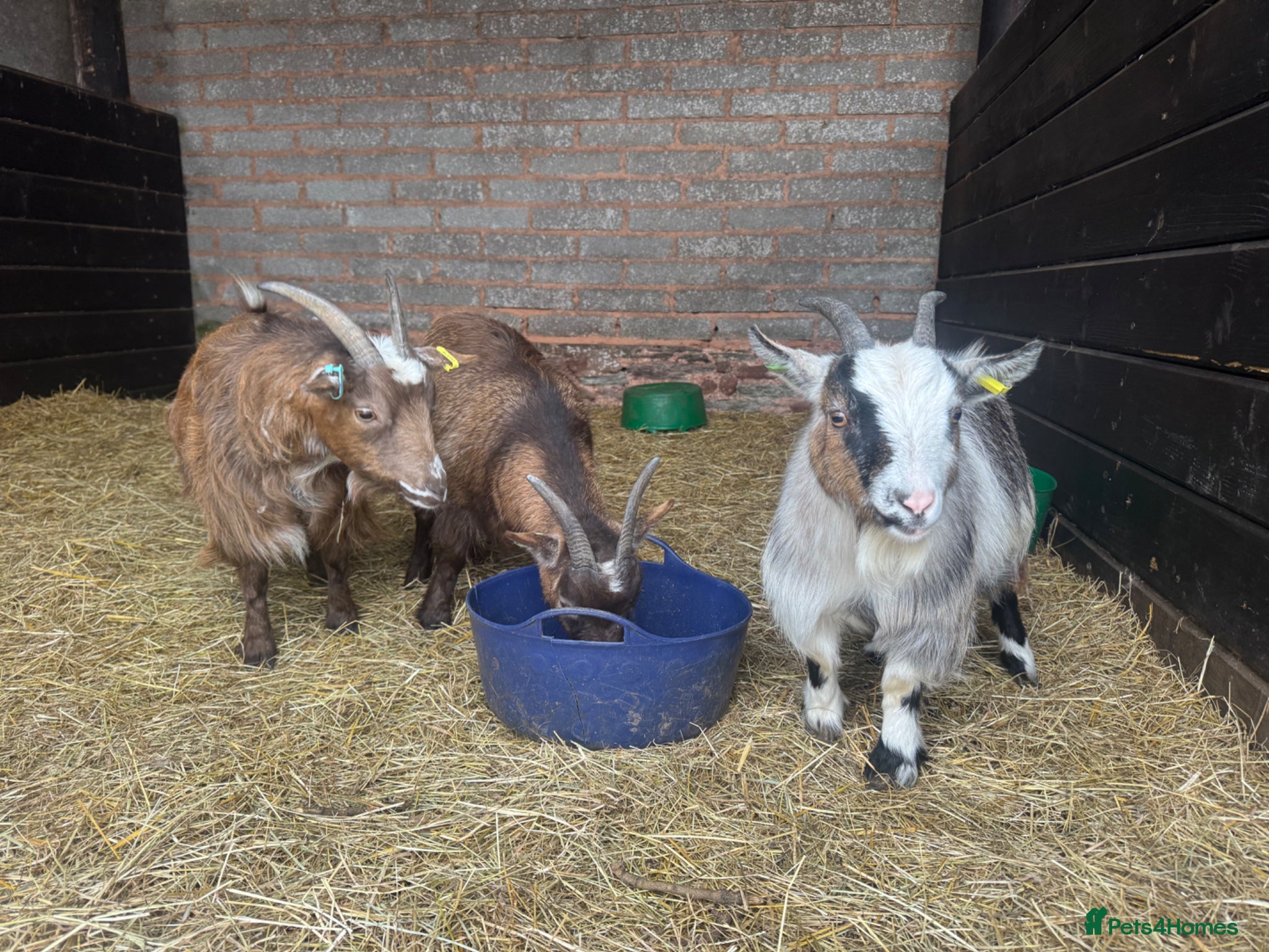 Goats livestock 3 Pygmy Nanny Goats For Sale - Advert 13