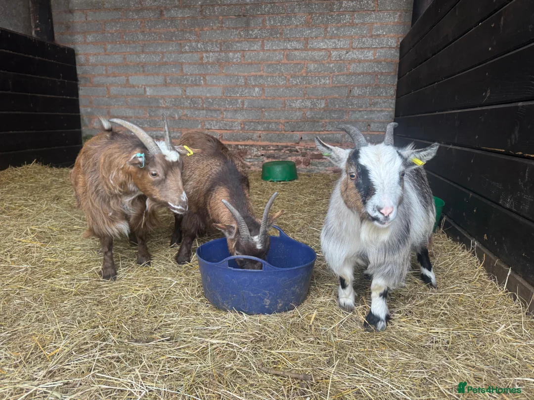 Goats livestock for sale: SOLD 3 Pygmy Nanny Goats For Sale - Advert 1