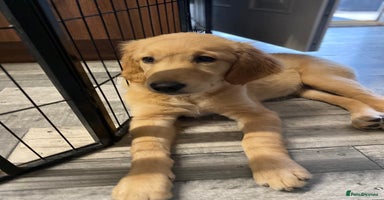 Golden Retriever dogs - Advert 7