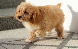 Cavapoo dogs for sale: F1 Cavapoo puppies for sale FULLY VACCINATED - Advert 10