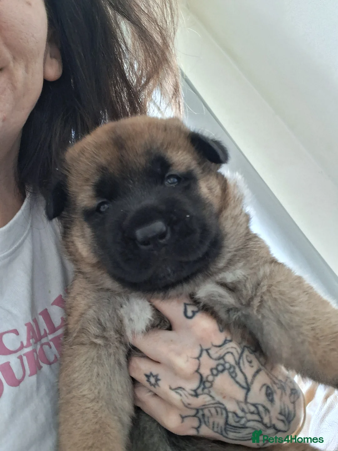 Akita dogs for sale: Akita cross female pups  - Advert 2