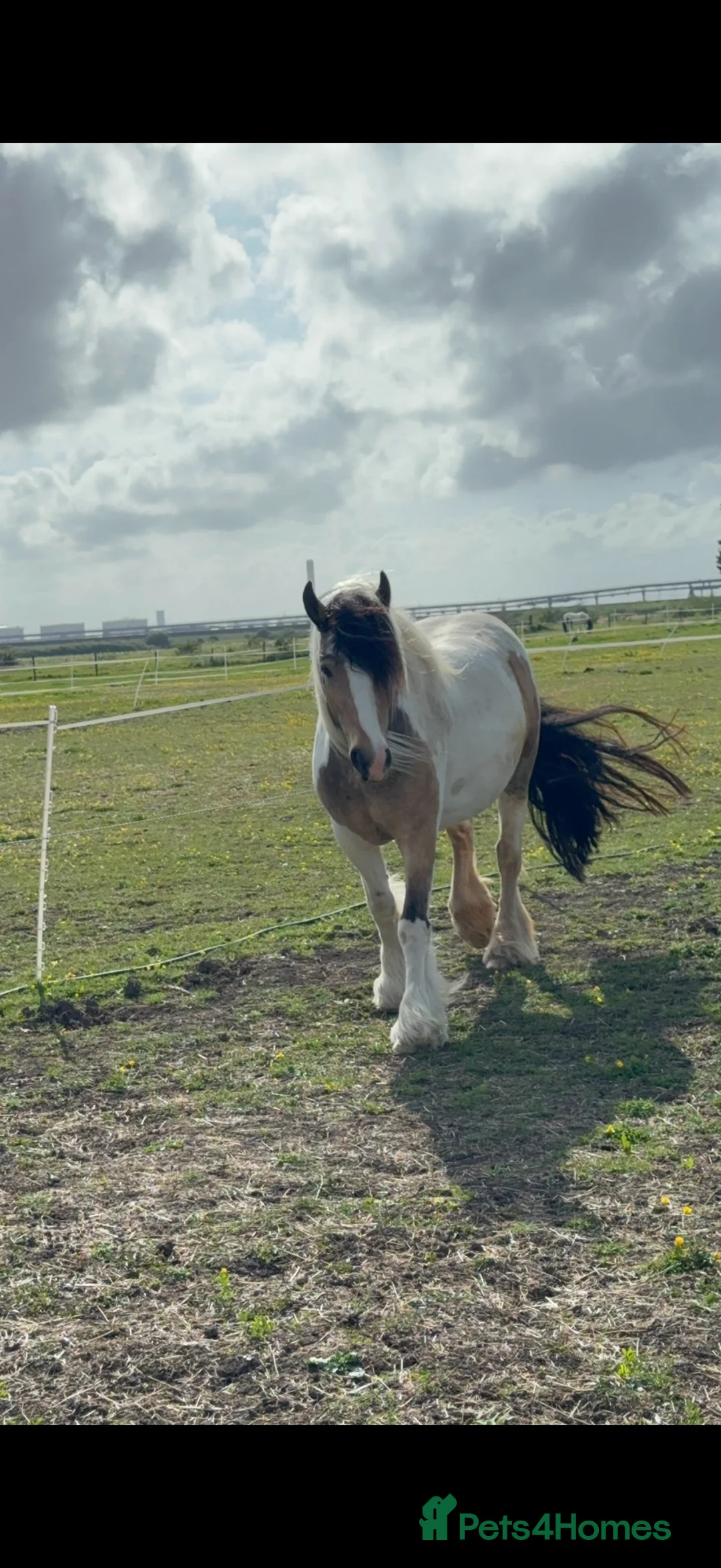 Irish Cob horses for sale: Stunning mare cob  in Canvey Island - Advert 2