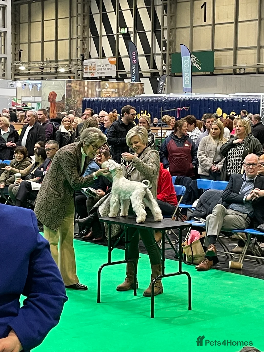 Miniature Schnauzer dogs for stud: KC Registered White miniature Schnauzer for stud  in Colyton - Advert 4