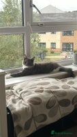 Maine Coon cats - Advert 15