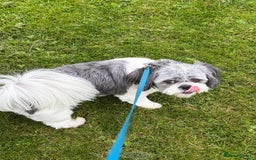 Shih Tzu dogs for sale: Teddy the shihtzu looking for good home  - Image 2