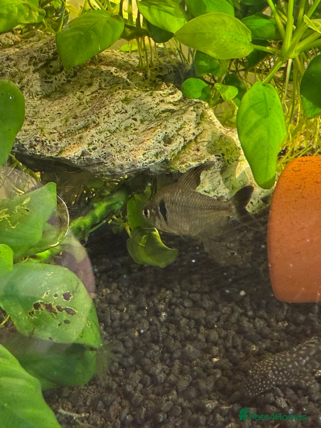 Tetras fish for sale: Fish and tank  - Image 9