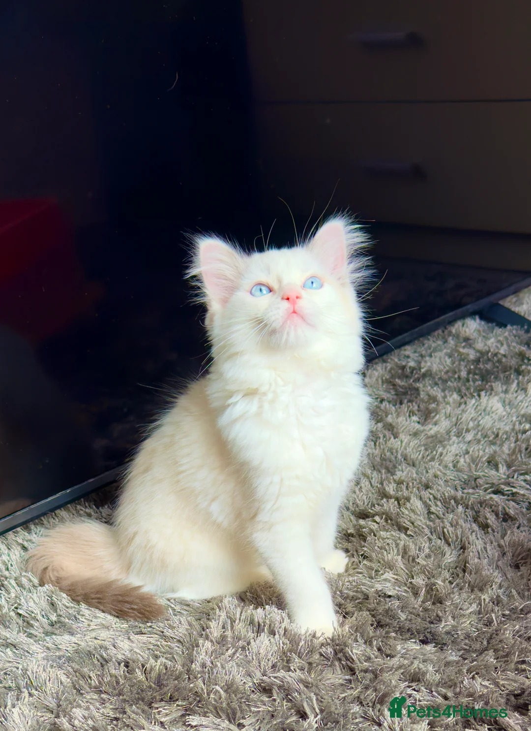 Ragdoll cats for sale: Pure blue eyes Ragdoll 🔥  - Advert 2